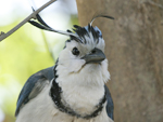 White-throated Magpie-Jay    Calocitta formosa